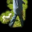 Walking with dog explanation